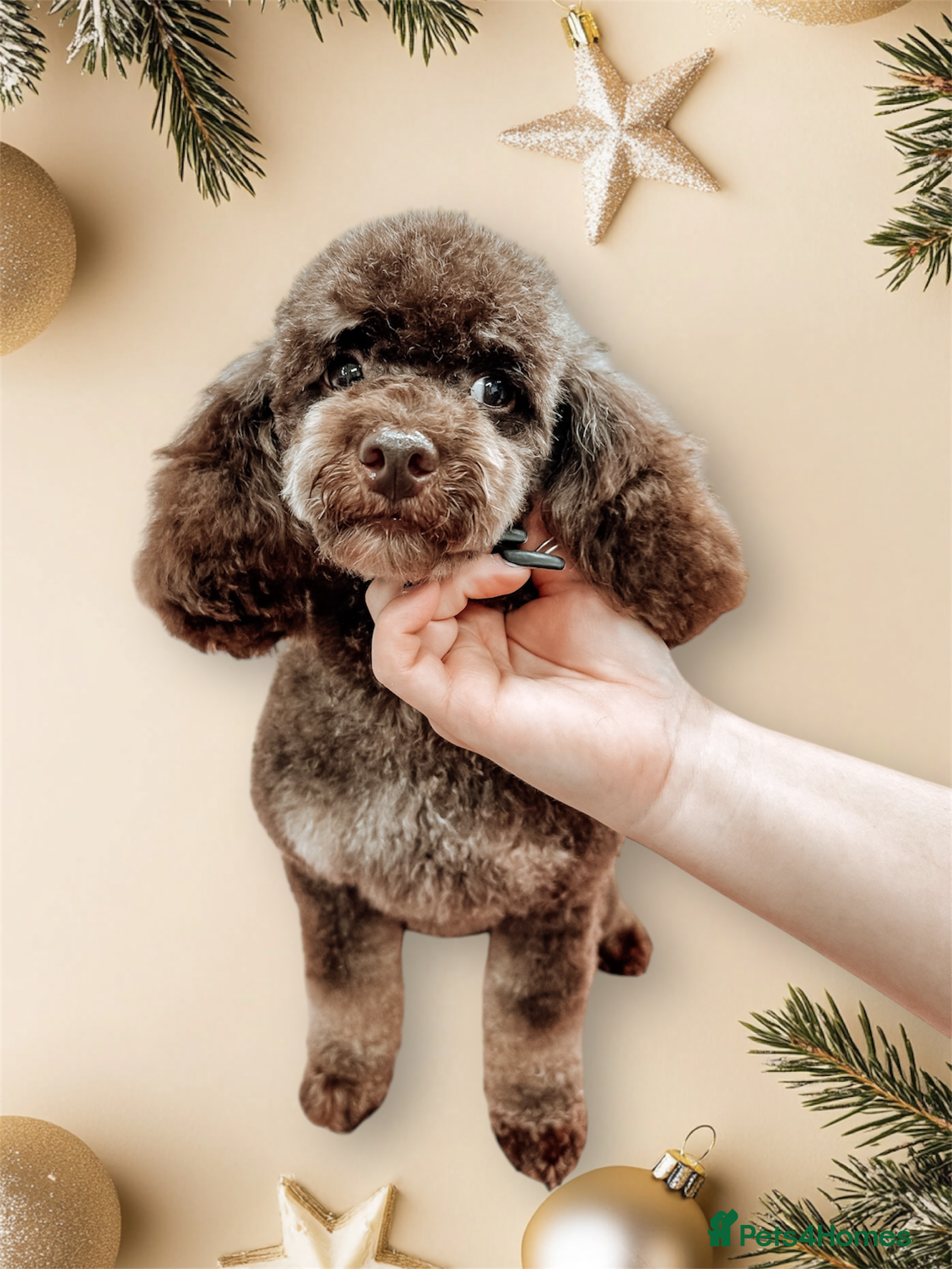 Toy Poodle dogs Stunning KC None fading Chocolate Phantom stud in Rickmansworth - Advert 19