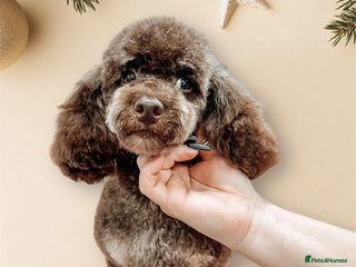 Toy Poodle dogs in Rickmansworth - Advert 4