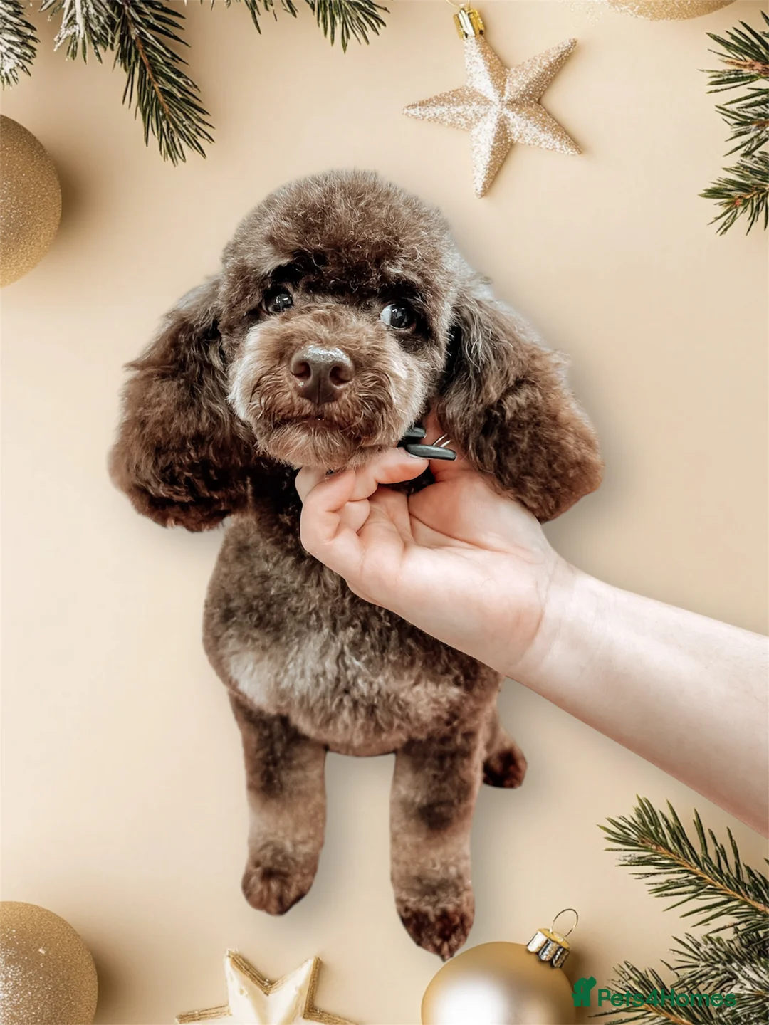 Toy Poodle dogs for stud: Stunning KC None fading Chocolate Phantom stud in Rickmansworth - Advert 1