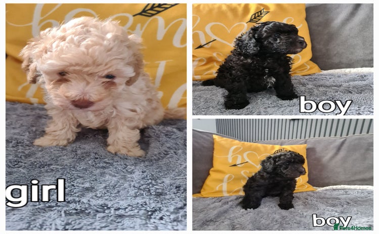 Mixed Breed dogs - Advert 16