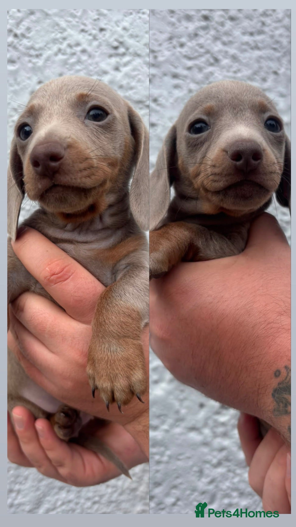 Miniature Dachshund dogs Mini dachshunds available  - Advert 8
