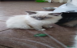 Siberian cats for sale: Beautiful pure Ragdoll  - Image 1