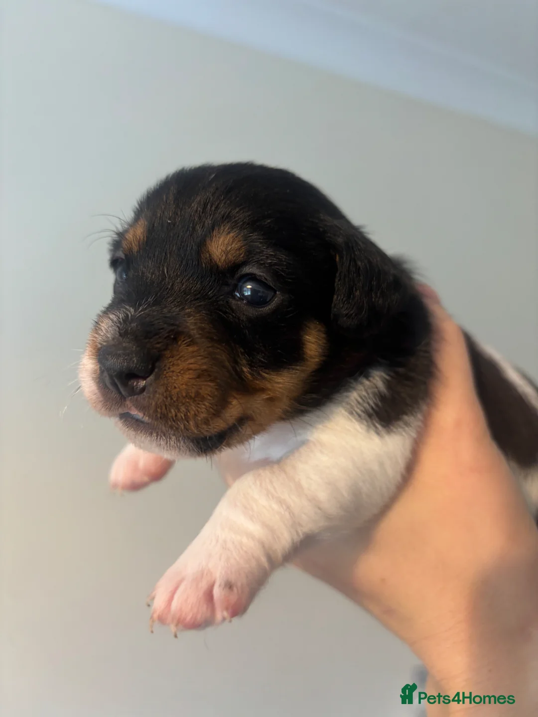 Jack Russell dogs for sale: Rough coat jack Russel pups in New Milton - Advert 2