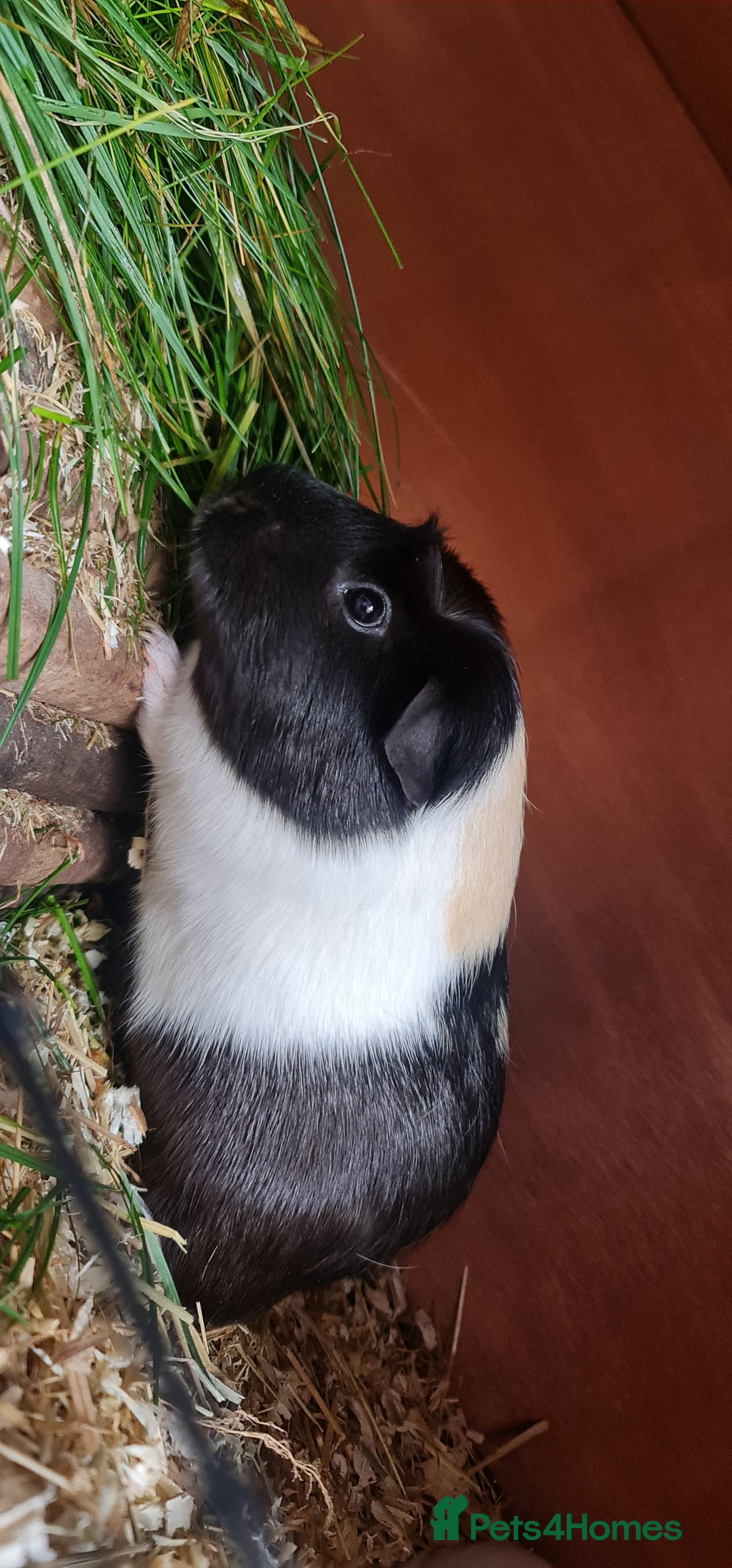 Guinea Pig rodents for sale: Two Guinea pigs with large double hutch and run - Image 4