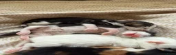 Mixed Breed cats for sale: 4 healthy kittens ready in the next upcoming weeks - Advert 22