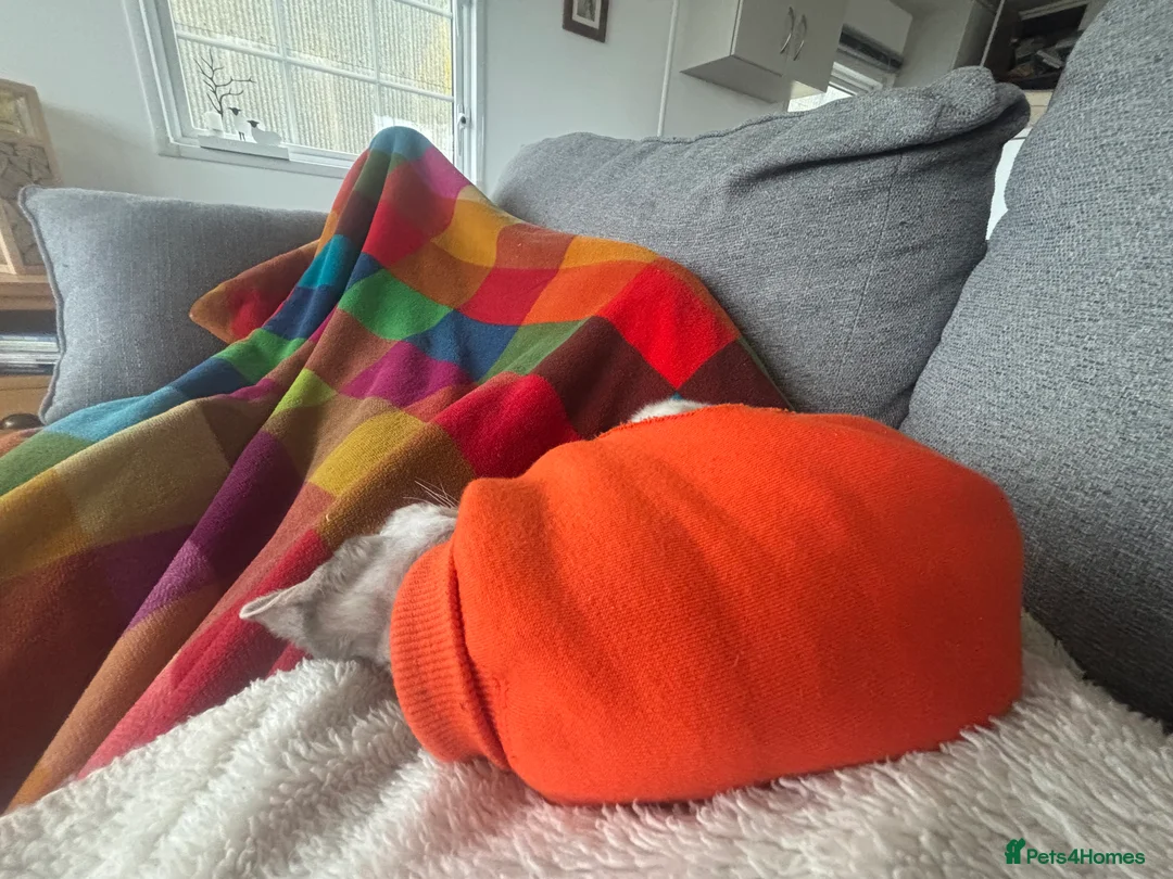 Devon Rex cats for sale: Devon Rex potentially looking for a loving home. - Advert 5