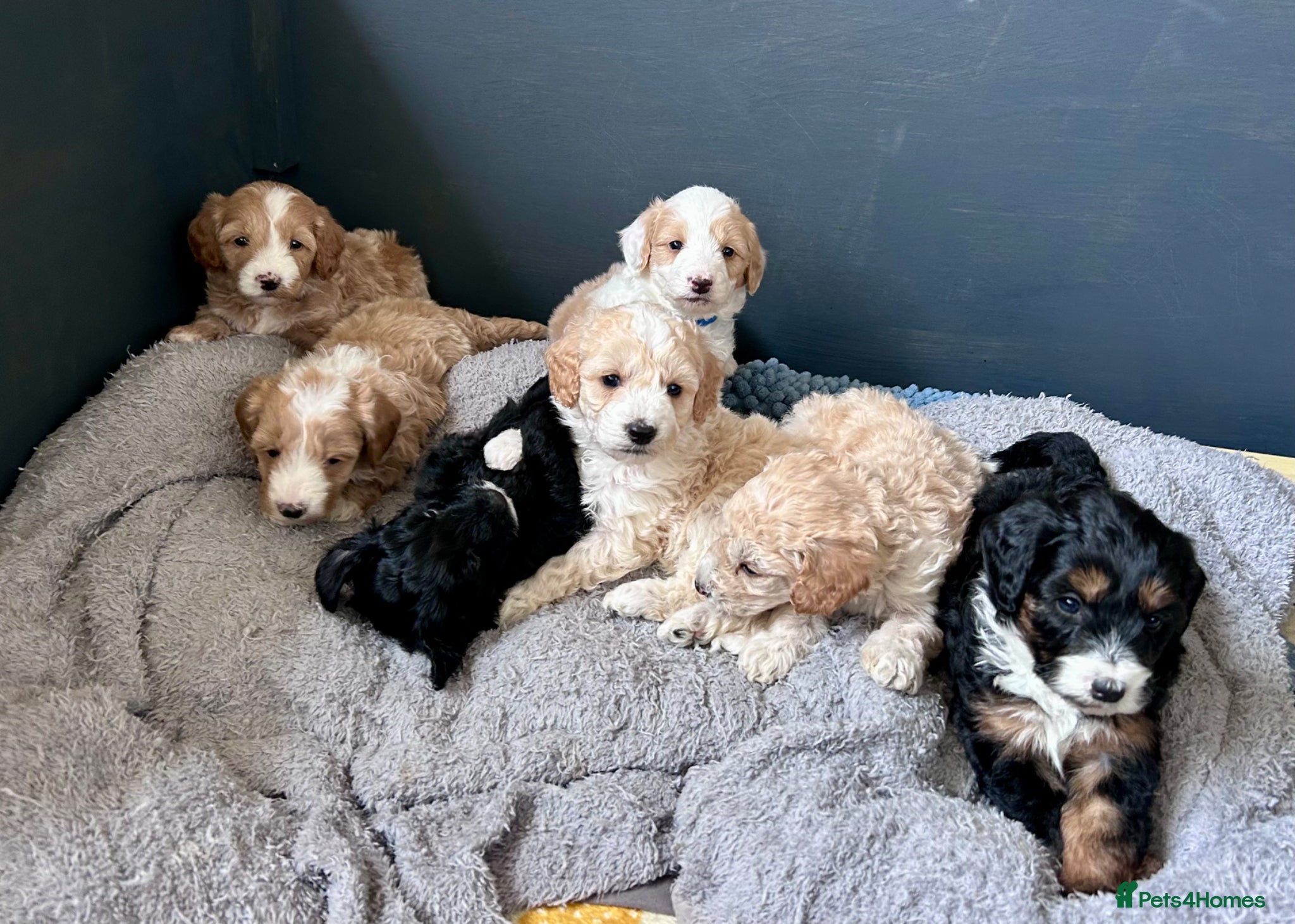 Bordoodle dogs Stunning F1b Bordoodle Puppies - Advert 1