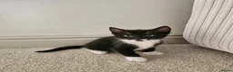 Mixed Breed cats for sale: Last little kitten looking for her home. in Rotherham - Advert 9