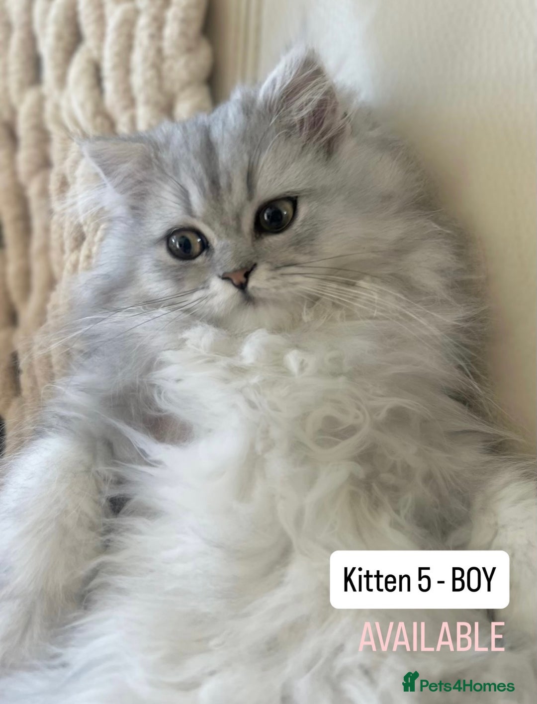 Persian cats for sale: 🎀4 BOYS LEFT!! 🎀Persian Chinchilla Kittens 💎 - Image 16