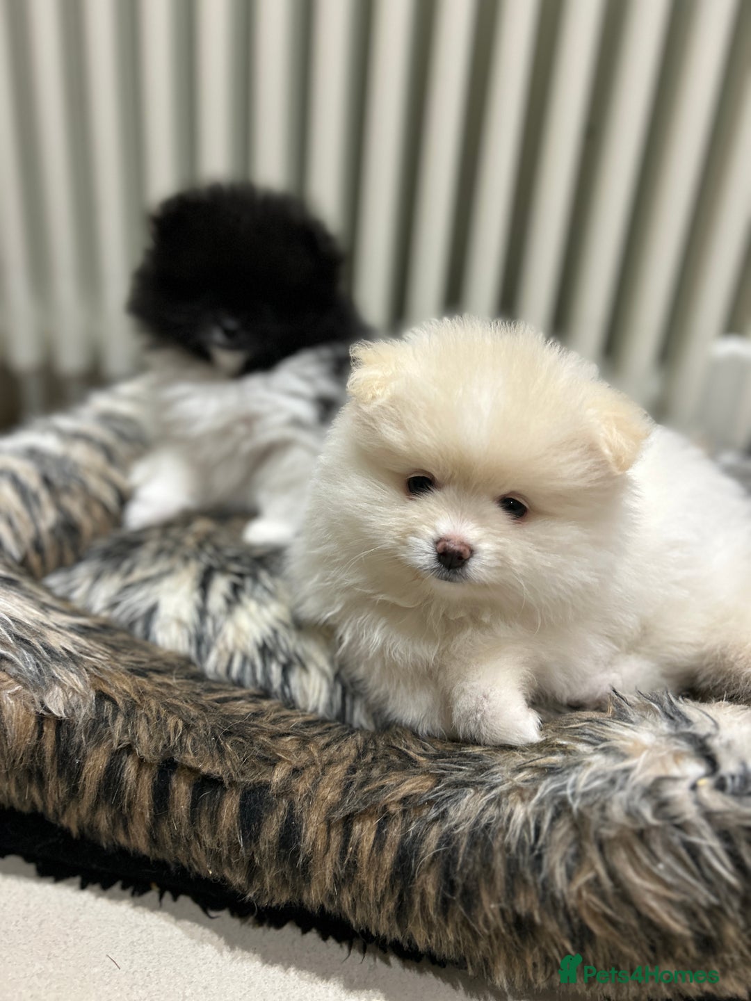 Pomeranian dogs for sale: Pomeranian Pups - Ready for new homes 💕 - Advert 13