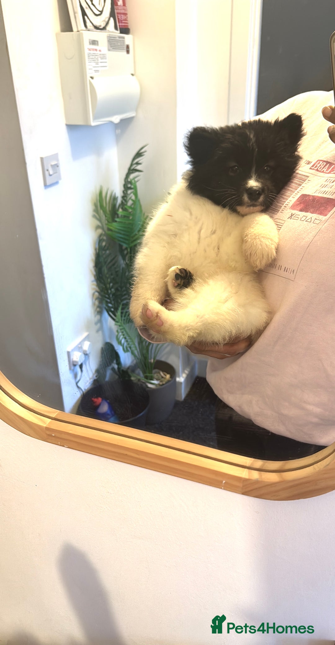 Akita dogs for sale: Quality Family Raised American Akita Puppies - Advert 29