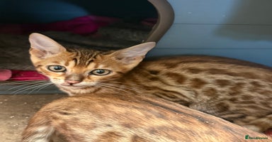 Bengal cats - Advert 15