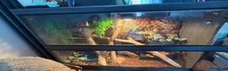 Python Snake reptiles for sale: Female ball python with everything included  - Advert 12