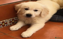 Golden Retriever dogs for sale: Home bred Chunky cream Goldie pups - Image 21