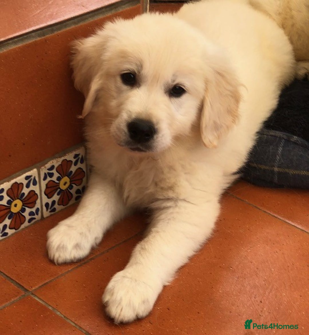Golden Retriever dogs for sale: Home bred Chunky cream Goldie pups - Image 21