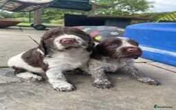 Sprocker dogs for sale: Sprocker Spaniel Puppies - Image 6