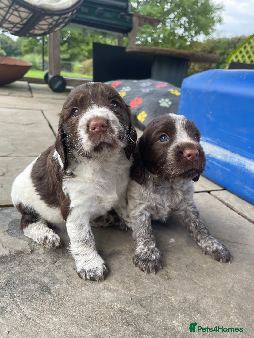 Sprocker dogs for sale: Sprocker Spaniel Puppies - Image 6