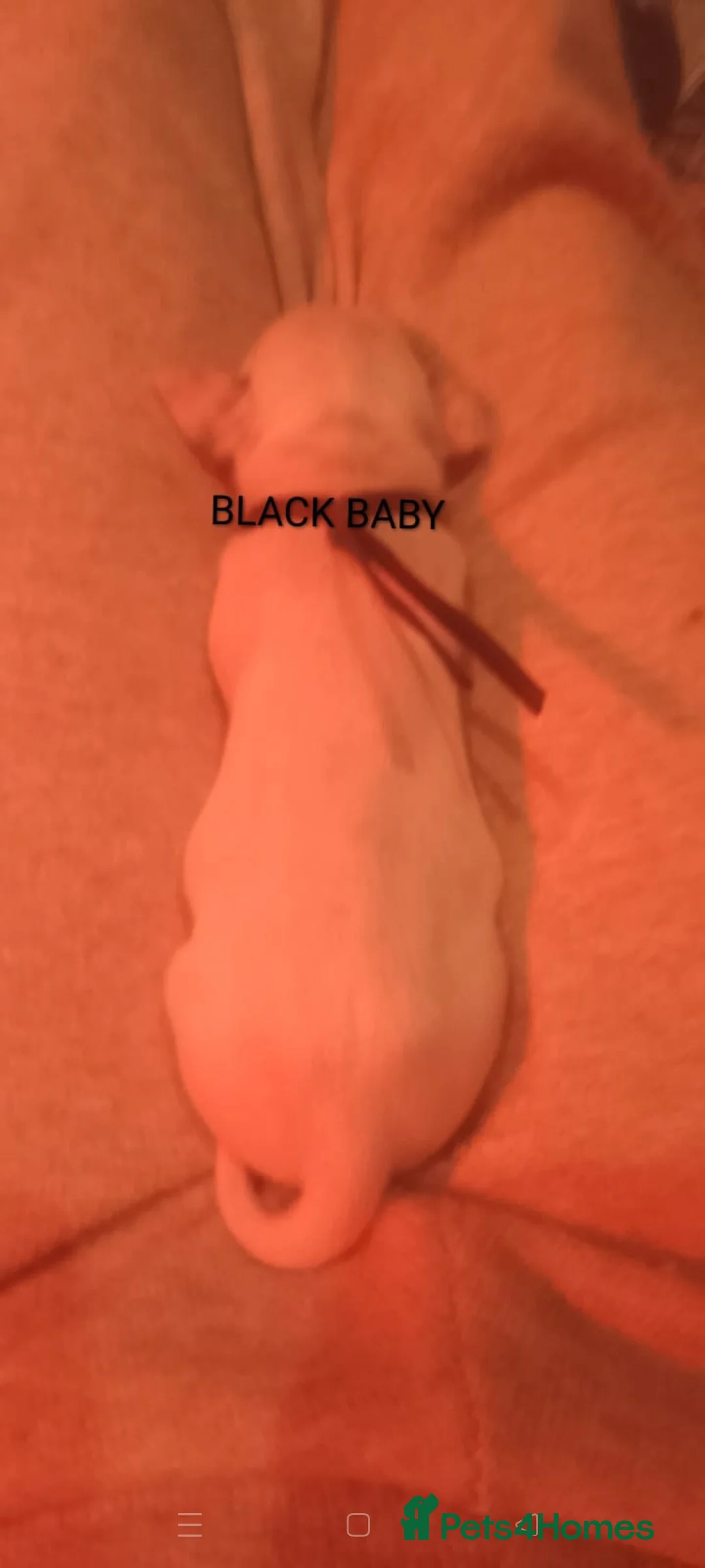 Dalmatian dogs for sale: Dalmatian puppies for sale - Advert 19