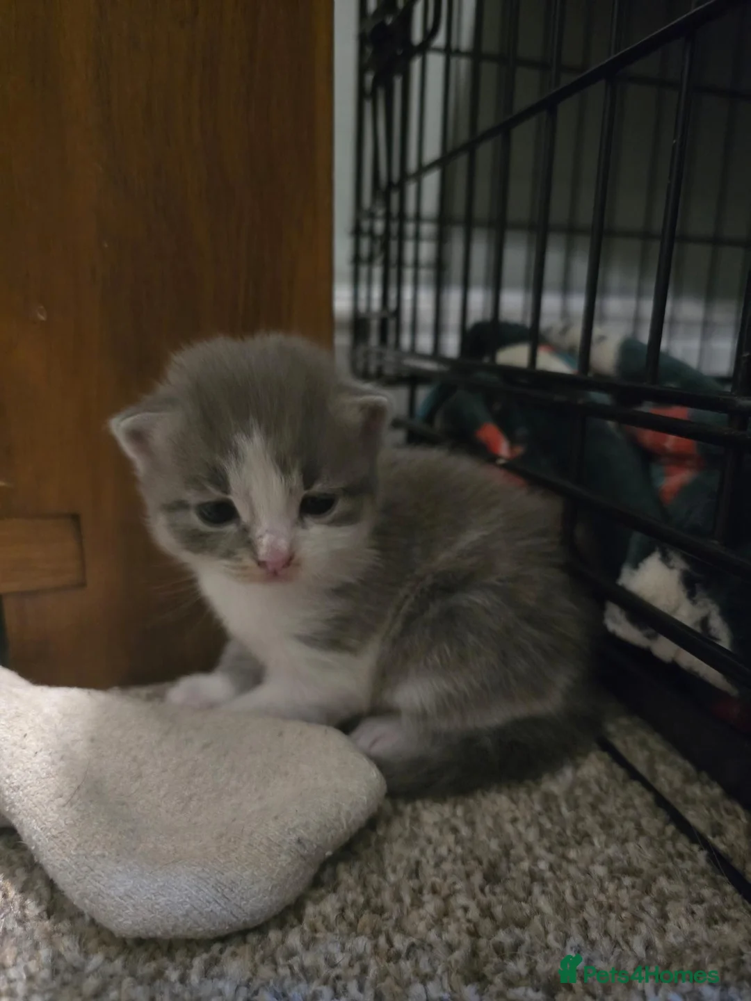 Mixed Breed cats for sale: Beautiful kittens for sale  - Advert 15