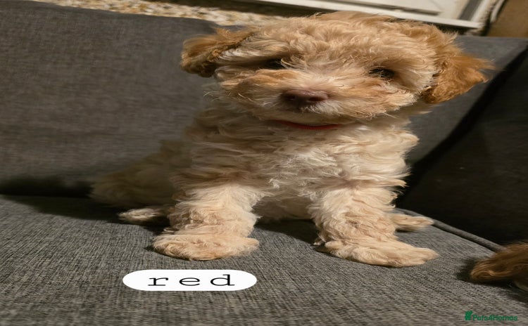 Toy Poodle dogs - Advert 9