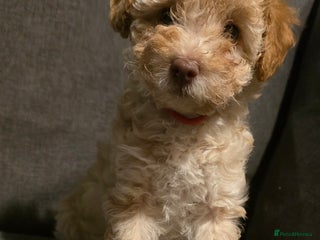 Toy Poodle dogs - Advert 30
