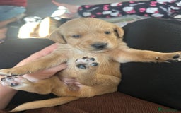Springador dogs for sale: 3/4 Labrador (Springador x Labrador) Pups for Sale - Image 8