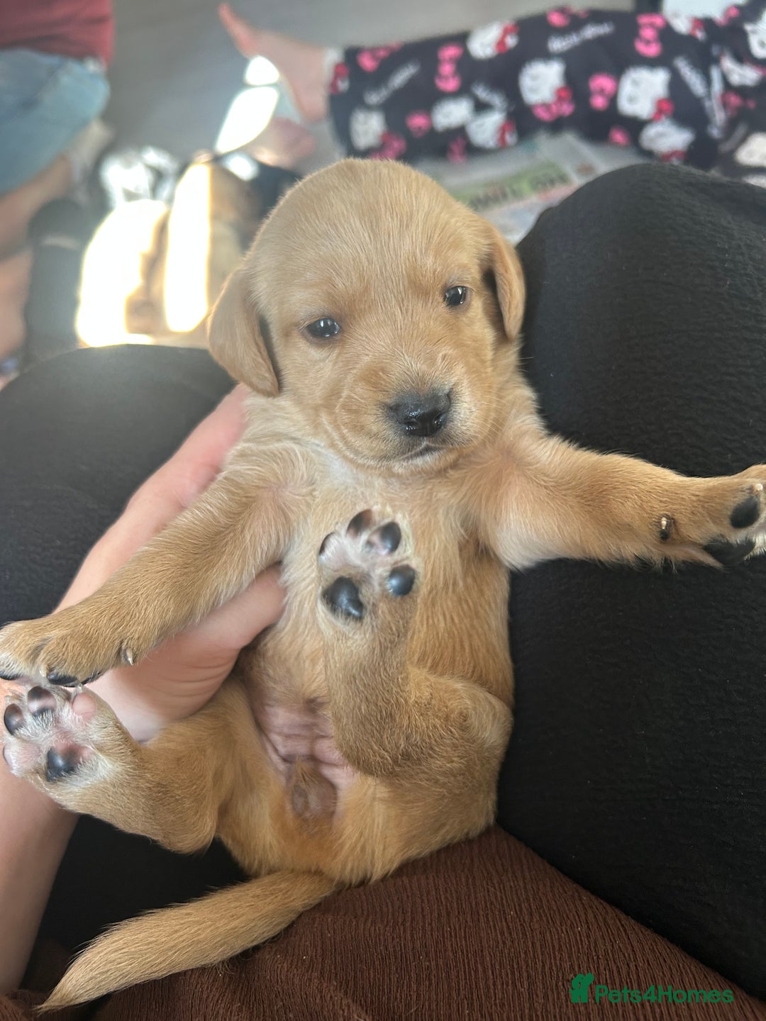 Springador dogs for sale: 3/4 Labrador (Springador x Labrador) Pups for Sale - Image 8