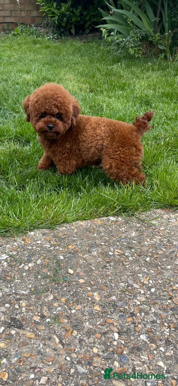 Toy Poodle dogs Asian toy poodle for stud in Uxbridge - Advert 20