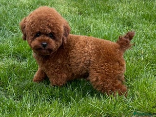 Toy Poodle dogs in Uxbridge - Advert 5