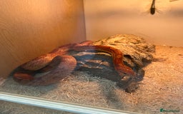 Corn Snake reptiles for sale: Adult female corn snake complete with full set up - Image 5