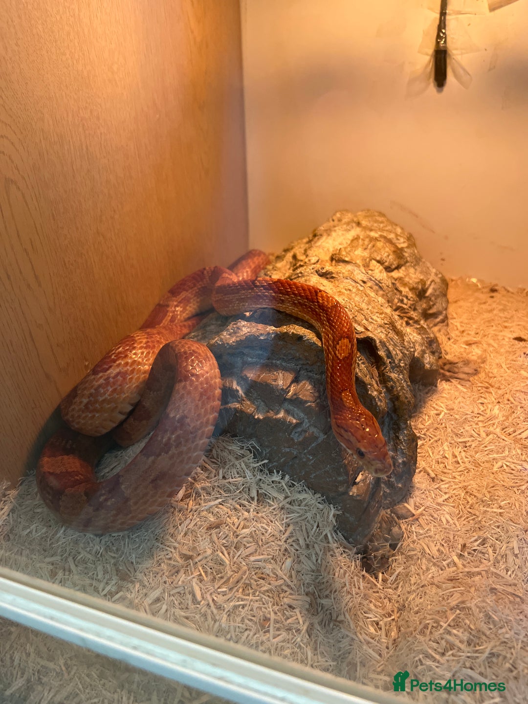 Corn Snake reptiles for sale: Adult female corn snake complete with full set up - Image 5
