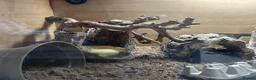 Leopard Gecko reptiles for sale: Leopard Gecko - Advert 6