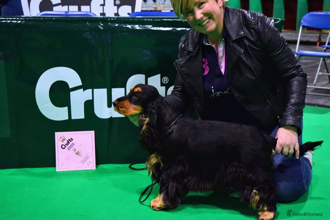Cocker Spaniel dogs for sale: KC reg show cocker spaniel puppies in Wisbech - Image 12