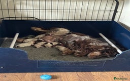 Cocker Spaniel dogs for sale: Gorgeous KC reg show cockers  - Image 5
