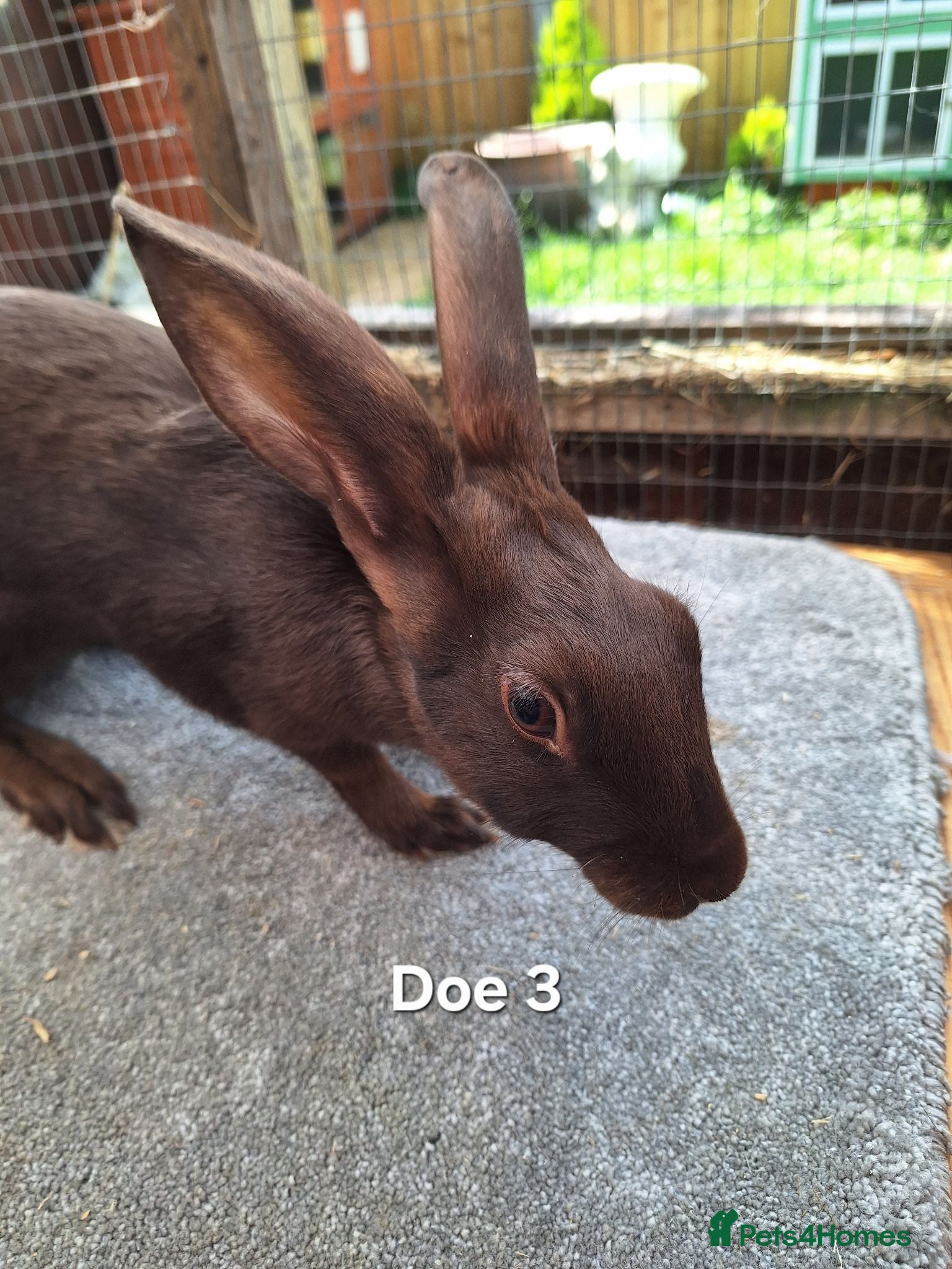 Belgian Hares rabbits Young pure bred hares for sale - Advert 2