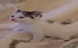 Mixed Breed cats for sale: Stunning British short hair x - Advert 8