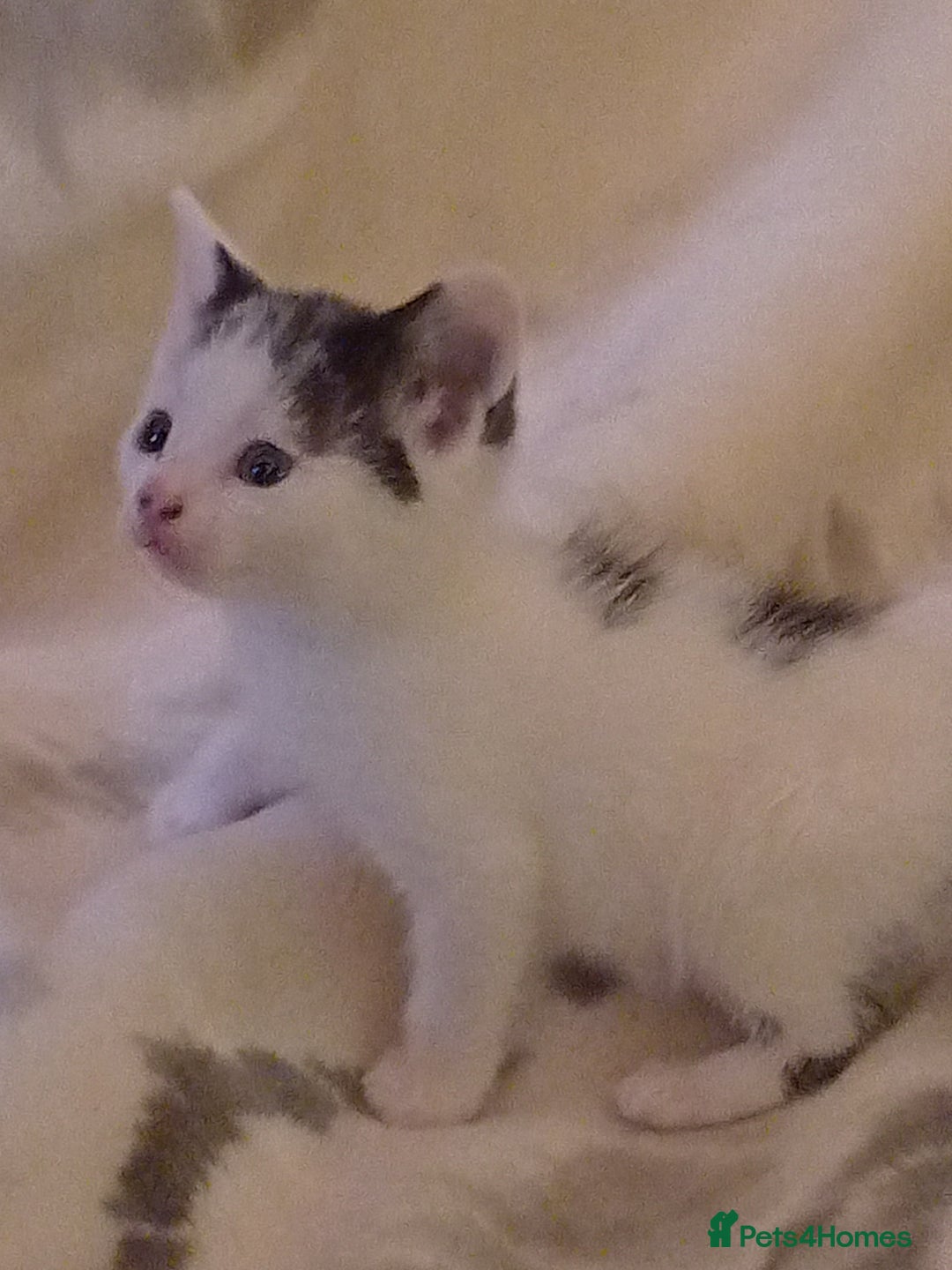 Mixed Breed cats for sale: Stunning British short hair x - Advert 8