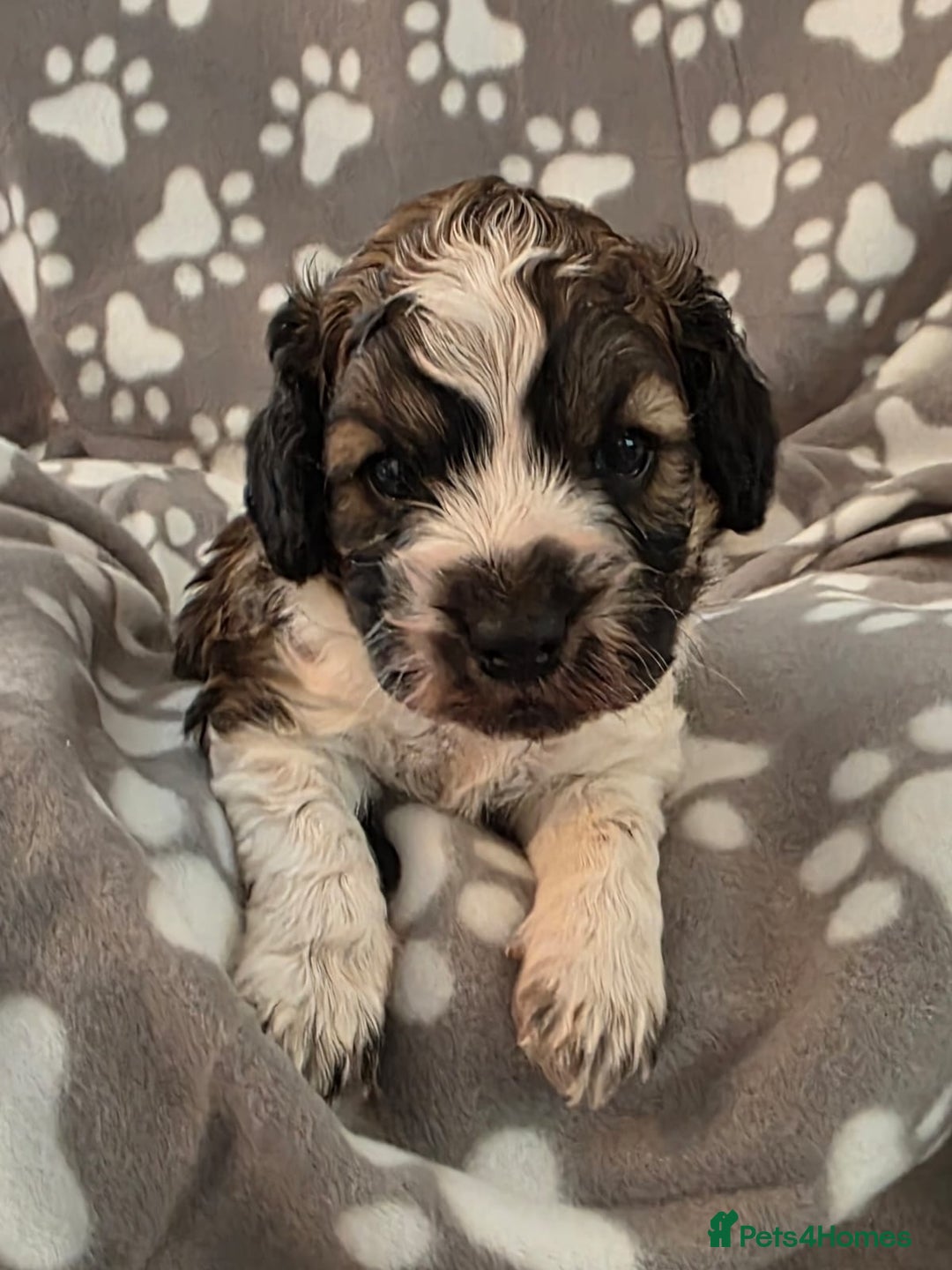 Cockapoo dogs for sale: F1 COCKAPOO BOY - Advert 8