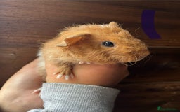 Guinea Pig rodents for sale: Gorgeous baby guinea pigs, various colours/coats  - Image 12