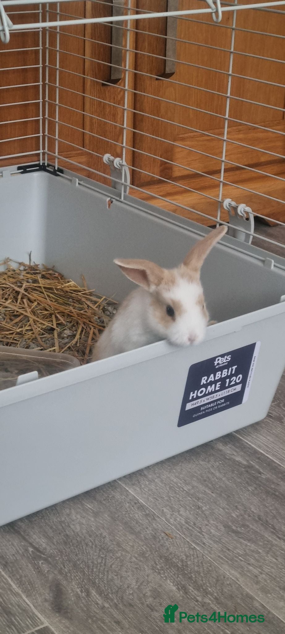 English Lop rabbits English Lop Bunnies - Advert 10