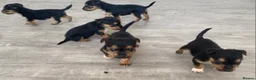 Lakeland Terrier dogs for sale: 6 lakeland terriers puppies in Dalry - Advert 5