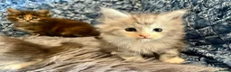 Maine Coon cats for sale: Pure Maine Coon Kittens - Advert 24