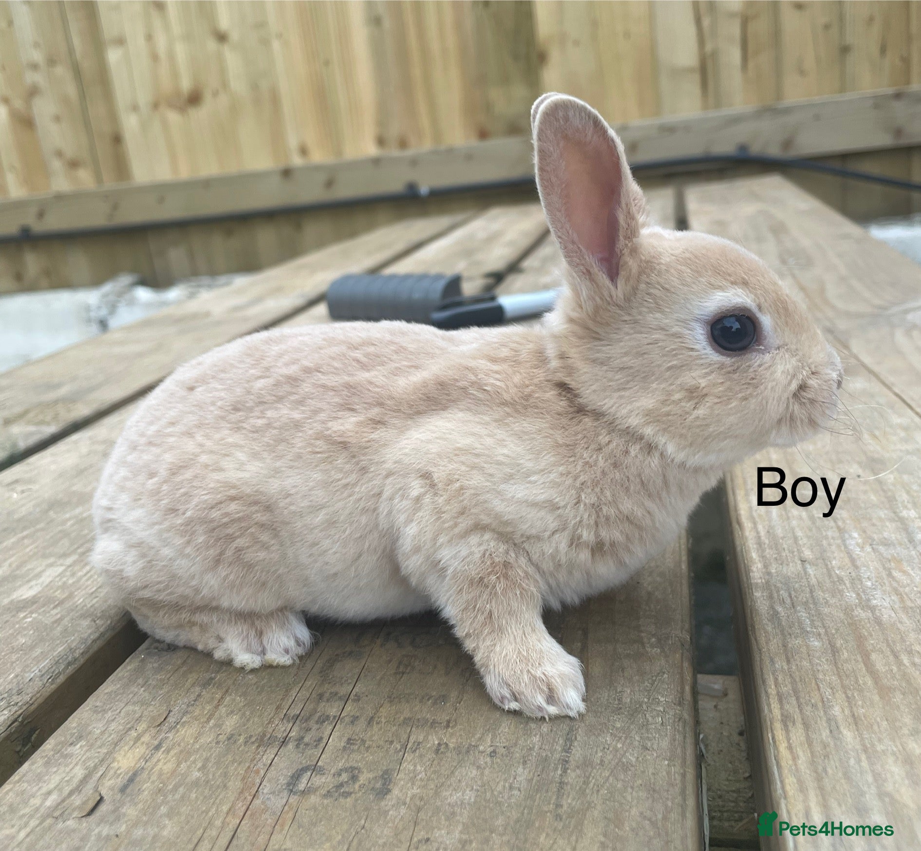 Rex rabbits 💖Pure bred mini Rex💖 - Advert 1