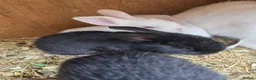 Continental Giant rabbits for sale: Continental Giant Rabbit Kits Bookings Now Open 🐰 - Advert 24