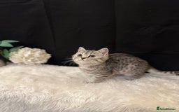 British Shorthair cats for sale: Silver Spotted Full Pedigree Registered BSH - Image 20