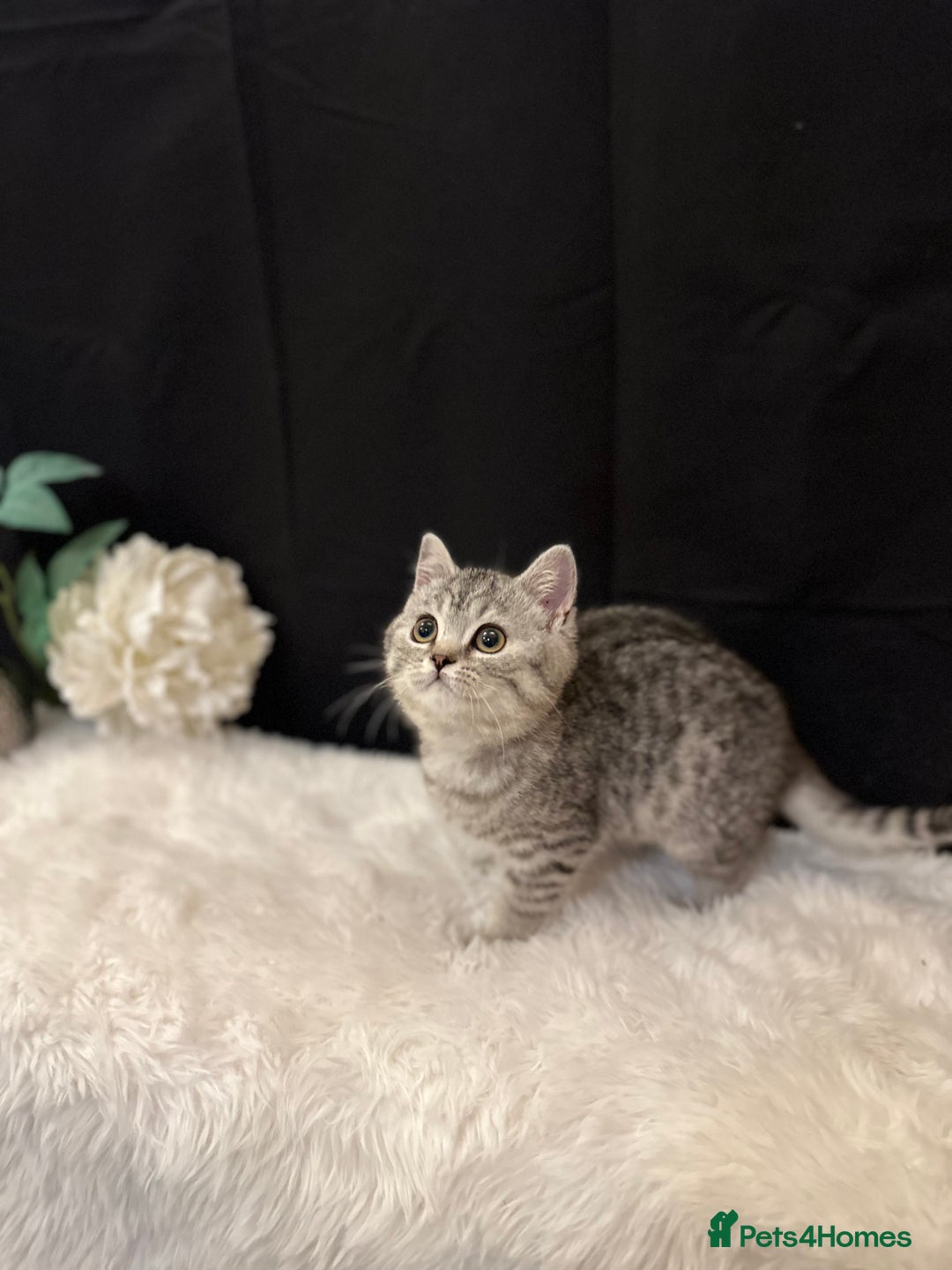 British Shorthair cats for sale: Silver Spotted Full Pedigree Registered BSH - Image 20