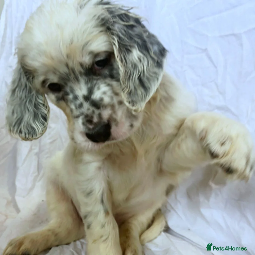 English Setter dogs for sale: English Setter Puppies RKC registered - Advert 1