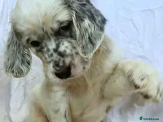 English Setter dogs English Setter Puppies RKC registered - Advert 11