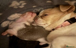 Chihuahua dogs for sale: Kc registered chihuahua pups  - Image 14