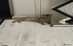 Bengal cats for sale: Marble bengal boy and bengal girl - Image 11